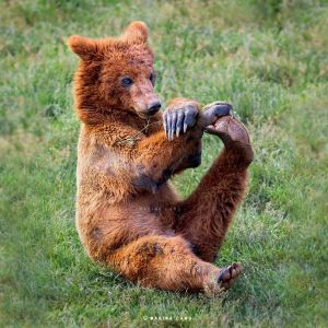 stretch bear